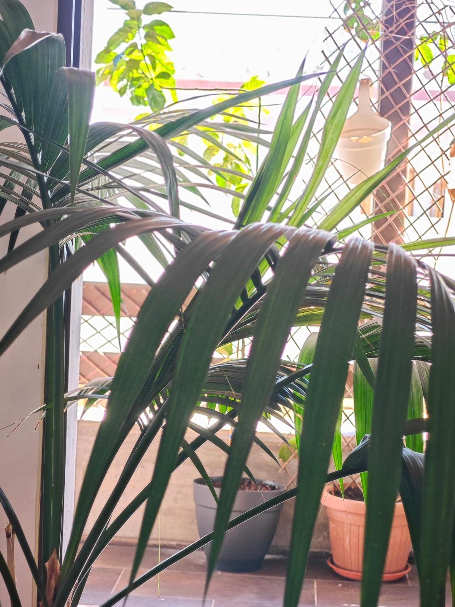 Bed and Breakfast Casa Compartida Weyler Santa Cruz de Tenerife Exterior foto